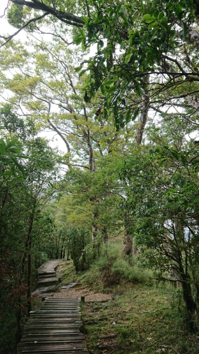 太平山國家森林遊樂區台灣山毛櫸步道